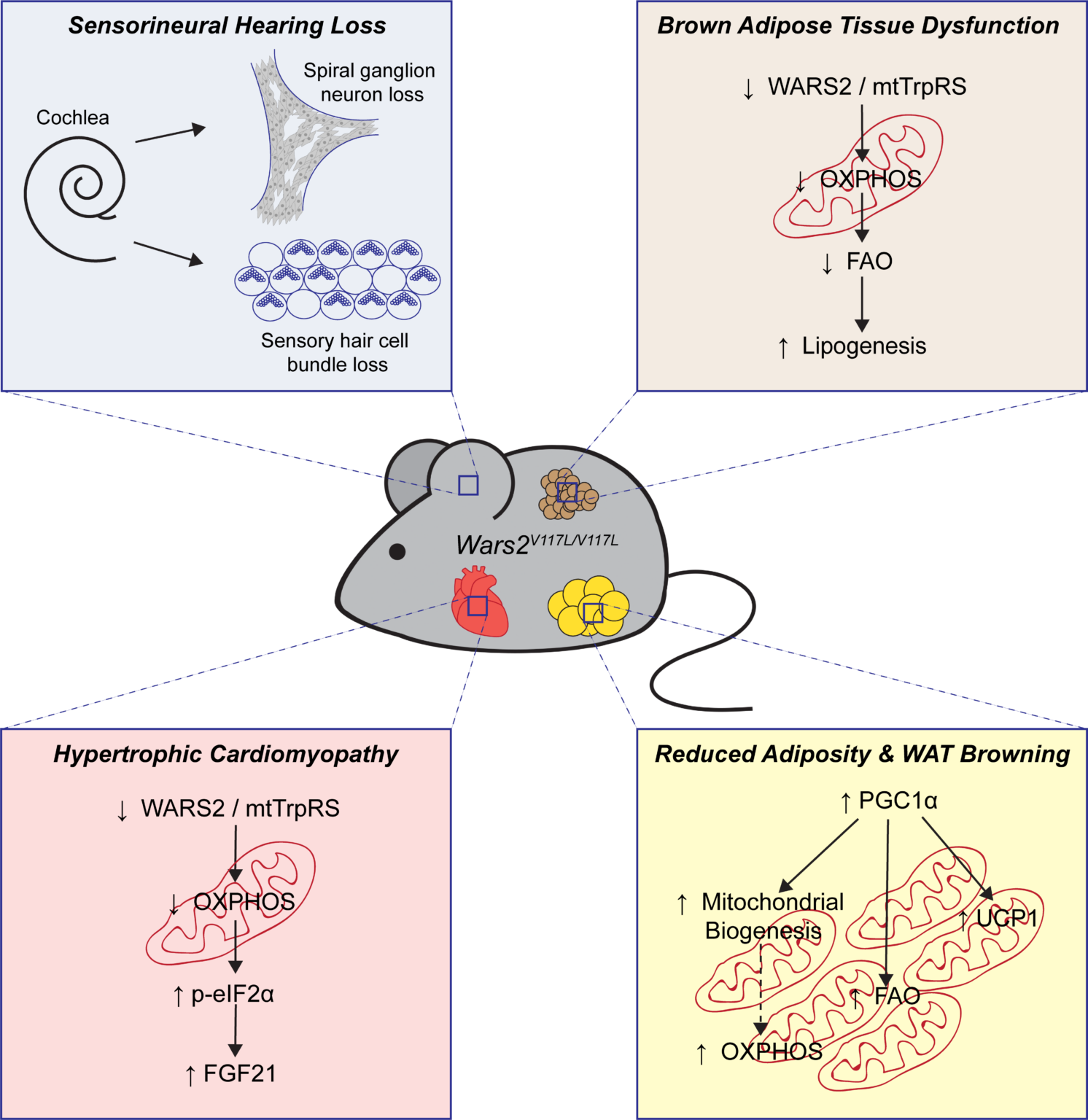 New Mouse Model To Study Mitochondrial Disease | MRC Harwell