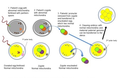 Mitochondrial donation 'not unsafe' | MRC Harwell